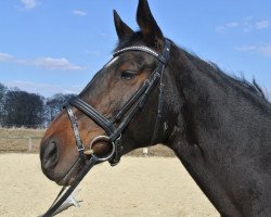 dressage horse Ginger Ale 59 (Westphalian, 2001, from Glorieux)