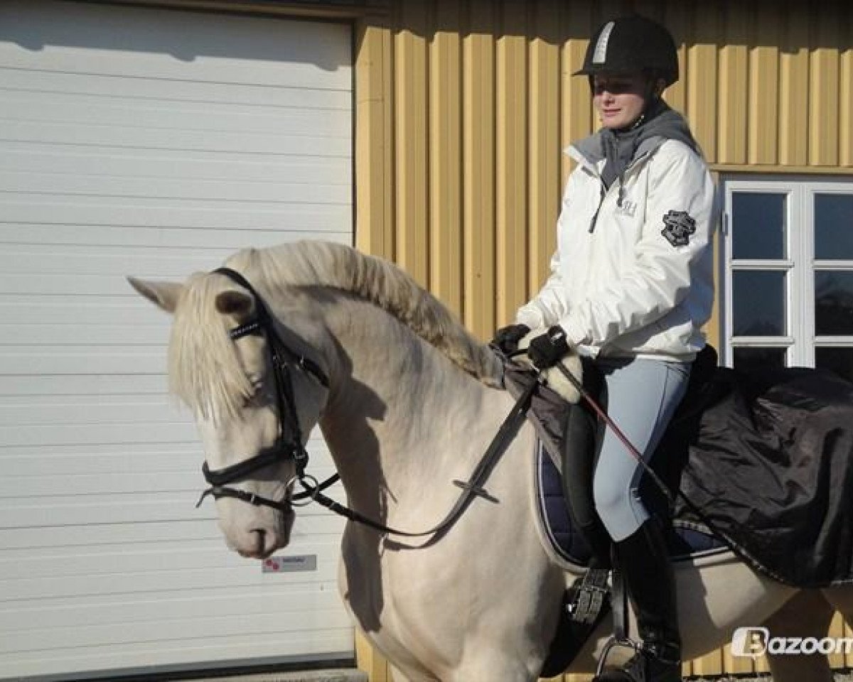 horse Hoejvangs Mr. Snowflake (Palomino, 2007, from Kaergaardens Margaux)