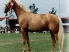 stallion Crown's Choice (Palomino, 1991, from Brandy)