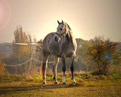 Springpferd Mike Tyson - P (Holsteiner, 2015, von Corvallo)