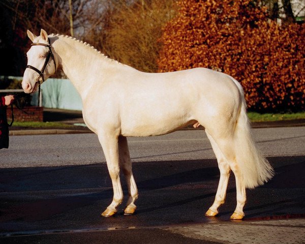 stallion Magic Memphis (German Warmblood, 2000, from Maratino)