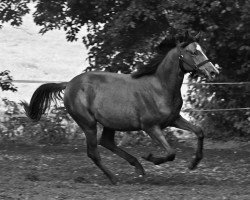 broodmare Cosmopolina (German Riding Pony, 2020, from Cosmopolitan NRW)