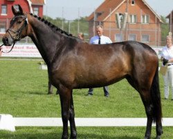 jumper Cangelina (Hanoverian, 2011, from Canstakko)