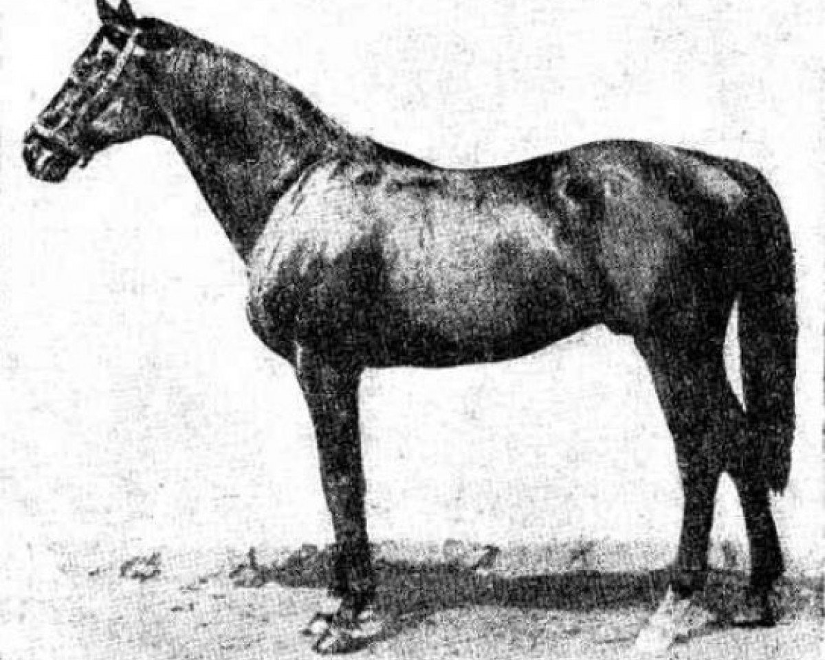 stallion Espoir xx (Thoroughbred, 1889, from Barcaldine xx)