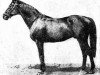 stallion Espoir xx (Thoroughbred, 1889, from Barcaldine xx)