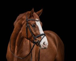 dressage horse Royal Heart (Hanoverian, 2017, from Rotspon)