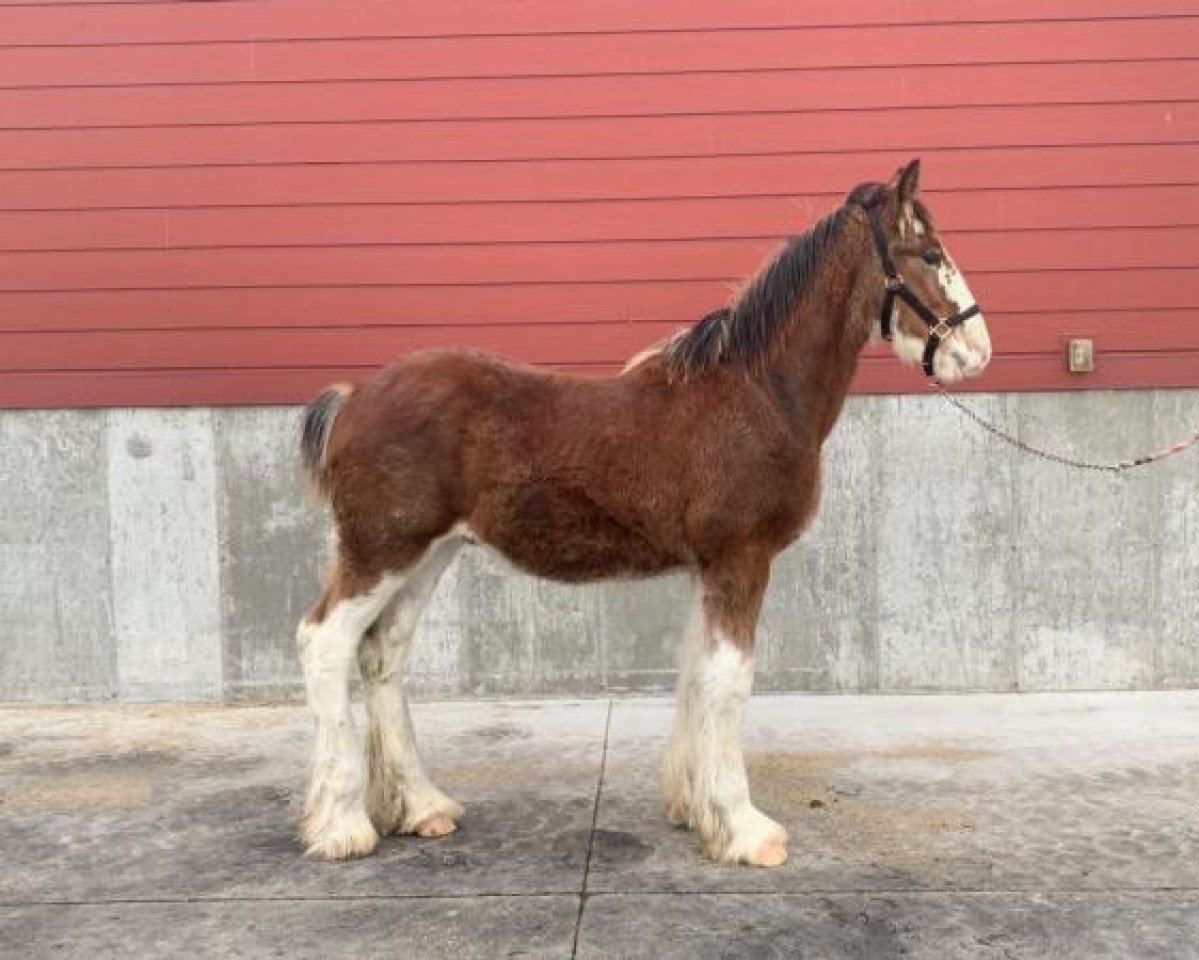 Pferd Willow Way Troubadour (Clydesdale, 2019, von Ozark's Royal View)