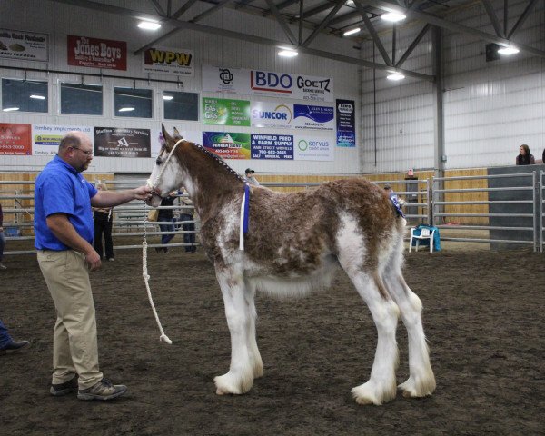 Pferd Willow Way Undercover (Clydesdale, 2020, von Willow Way Firestone)