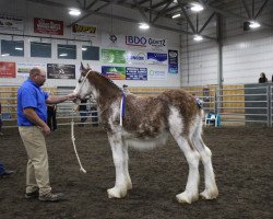 Pferd Willow Way Undercover (Clydesdale, 2020, von Willow Way Firestone)