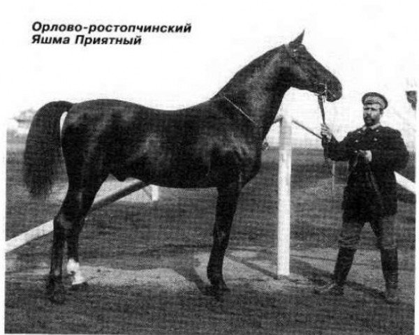Deckhengst Jaschma Priyatny (GUS Warmblut, 1882, von Barchuk)