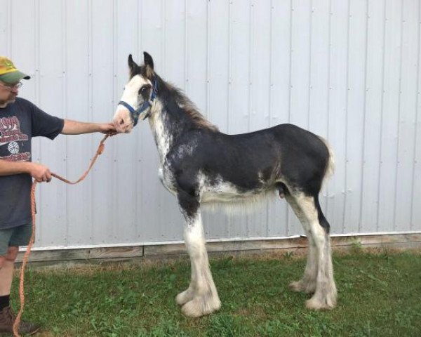 horse Willow Way Uptown (Clydesdale, 2020, from Thorpe Hill Bomber)