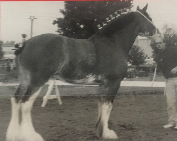 Zuchtstute Willoway Duchess II (Clydesdale, 1994, von Greendykes Inspiration)