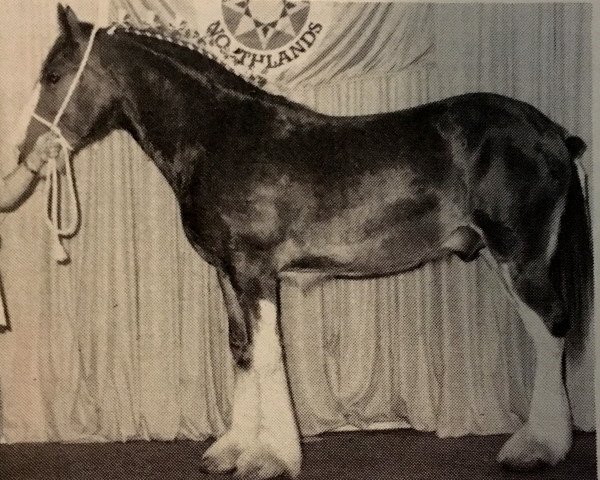 Pferd Willoway Fan (Clydesdale, 1986, von Bardrill Enterprise)