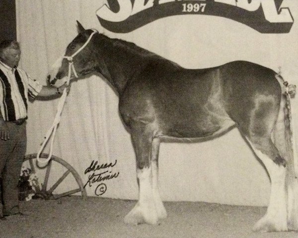 horse Willoway Maggie (Clydesdale, 1996, from Greendykes Inspiration)