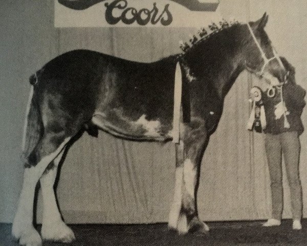 horse Willoway Magnum (Clydesdale, 1985, from Bardrill Enterprise)