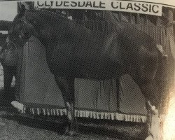 broodmare Willoway Val II (Clydesdale, 1987, from Clydeslea Millisle Venture)