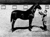 stallion Ruler xx (Thoroughbred, 1884, from Isonomy xx)