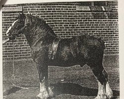 stallion The Pinnacle (Clydesdale, 1907, from Pride of Blacon)