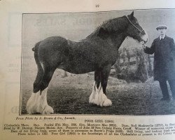 Zuchtstute Poor Girl (Clydesdale, 1896, von Montrave Mac)