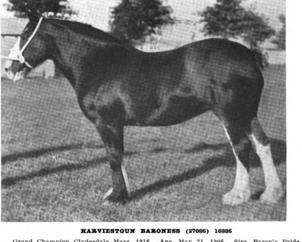 Zuchtstute Harviestoun Baroness (Clydesdale, 1906, von Baron's Pride 9122)