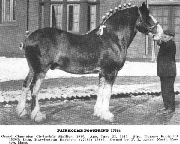 stallion Fairholme Footprint (Clydesdale, 1913, from Dunure Footprint 15203)