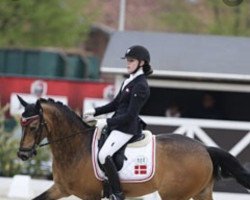 dressage horse Strandgaards Challenger (Danish Reitpony, 2009, from FS Champion de Luxe)