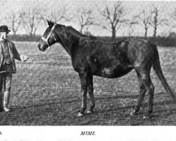 broodmare Mimi xx (Thoroughbred, 1888, from Barcaldine xx)