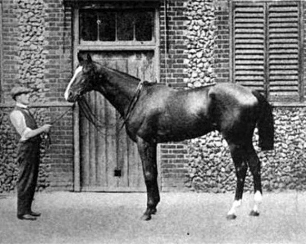 stallion Saint Maclou xx (Thoroughbred, 1898, from Saint Simon xx)