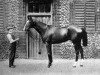 stallion Saint Maclou xx (Thoroughbred, 1898, from Saint Simon xx)