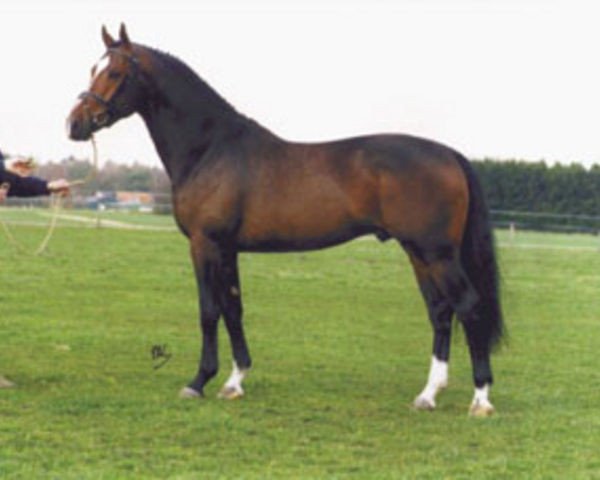 stallion Oscar (Dutch Warmblood, 1996, from Wolfgang)
