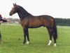 stallion Oscar (KWPN (Royal Dutch Sporthorse), 1996, from Wolfgang)