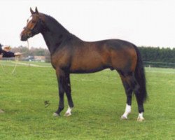 stallion Oscar (KWPN (Royal Dutch Sporthorse), 1996, from Wolfgang)