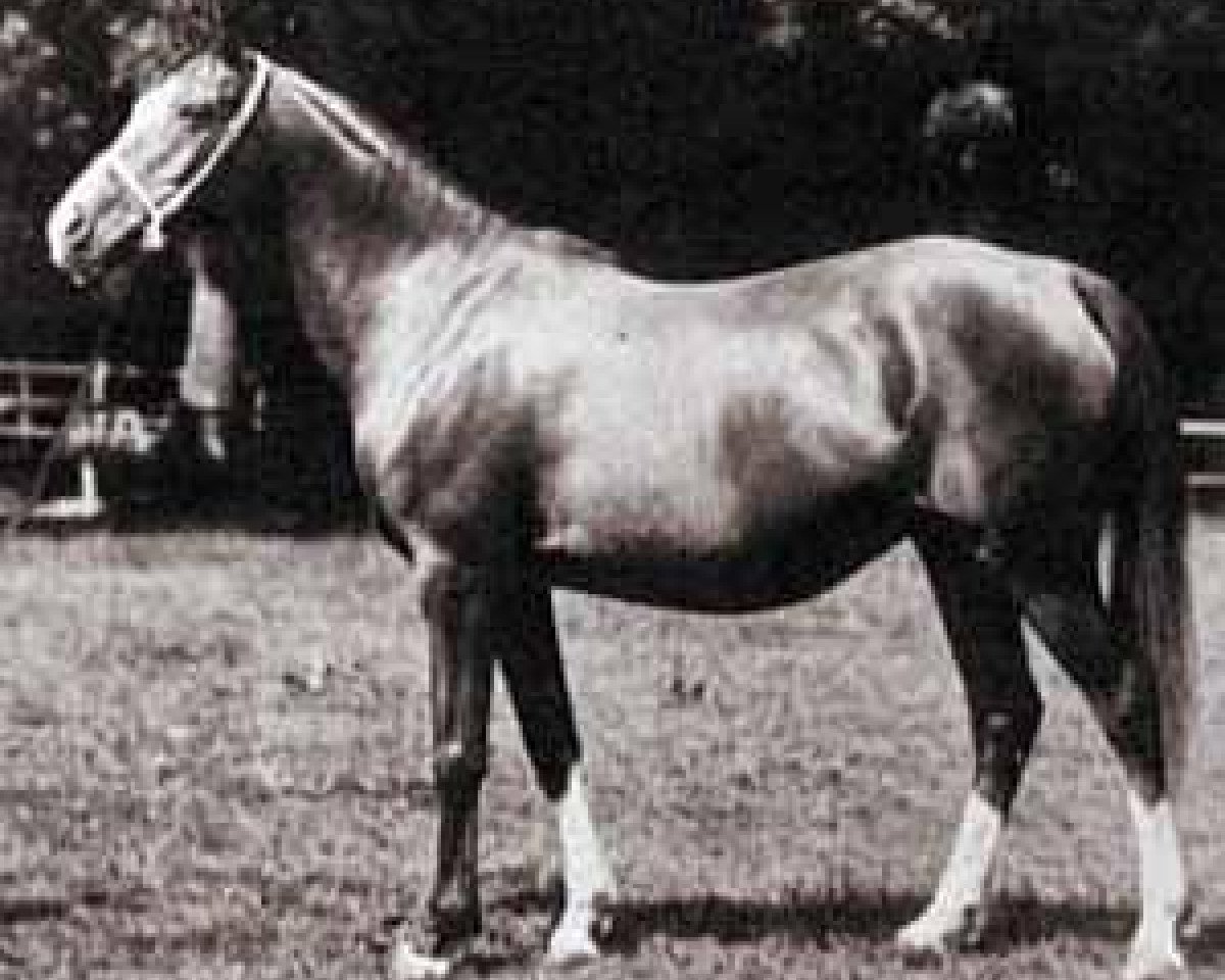 broodmare Rythma EAO (Arabian purebred, 1914, from Berk 1903 ox)