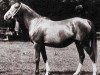 broodmare Rythma EAO (Arabian thoroughbred, 1914, from Berk 1903 ox)