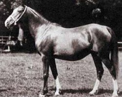 broodmare Rythma EAO (Arabian thoroughbred, 1914, from Berk 1903 ox)