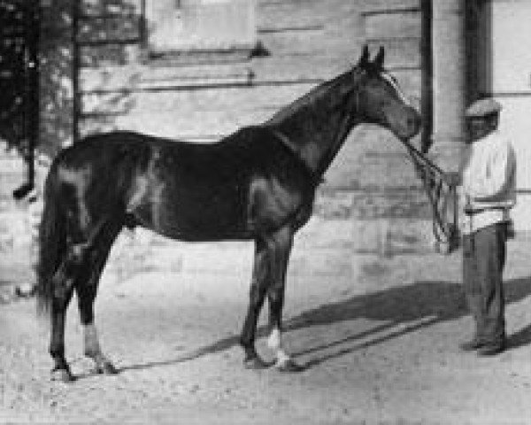stallion Brimston xx (Thoroughbred, 1915, from Sorrento xx)