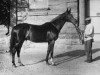 stallion Brimston xx (Thoroughbred, 1915, from Sorrento xx)