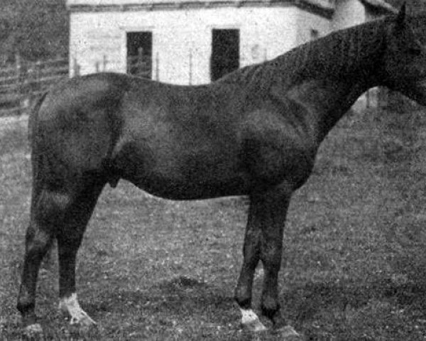 stallion Coelestin (Hessian Warmblood, 1915, from Uncle Pat xx)