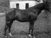stallion Coelestin (Hessian Warmblood, 1915, from Uncle Pat xx)