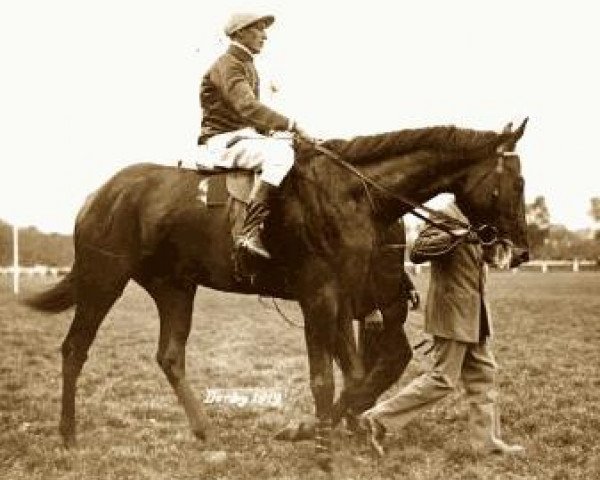 stallion Pazman xx (Thoroughbred, 1916, from Pardon xx)