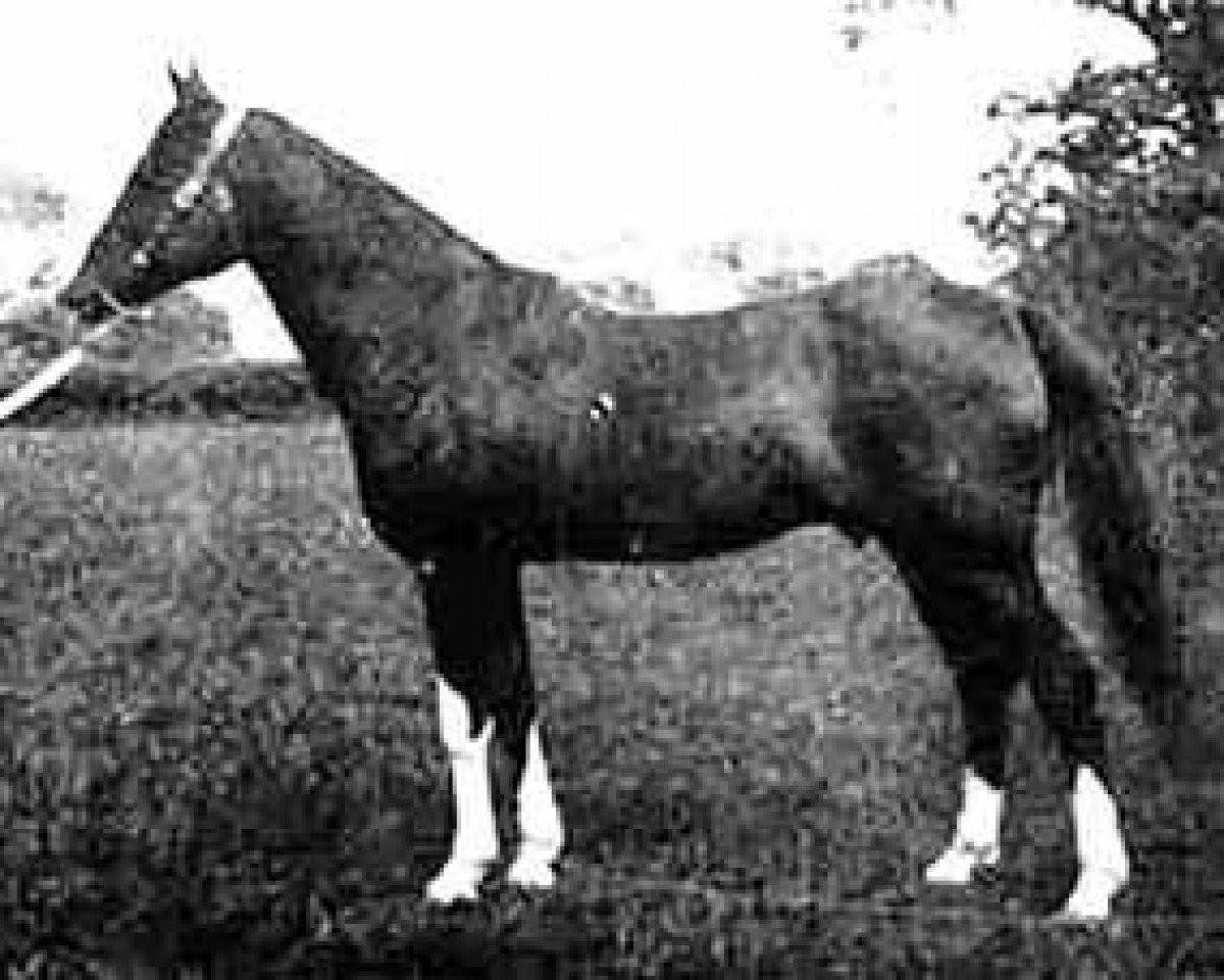 stallion Joseph ox (Arabian purebred, 1917, from Nadir 1901 ox)