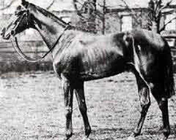 stallion Gay Crusader xx (Thoroughbred, 1912, from Bayardo xx)