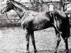 Pferd Gay Crusader xx (Englisches Vollblut, 1912, von Bayardo xx)