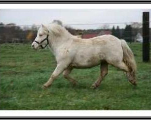 stallion Goldflake van Dyck (Shetland pony (under 87 cm), 2007, from Kerswell Golden Son)