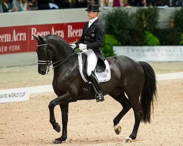 dressage horse Glock's Undercover (Royal Warmblood Studbook of the Netherlands (KWPN), 2001, from Ferro)