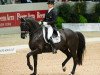 dressage horse Glock's Undercover (KWPN (Royal Dutch Sporthorse), 2001, from Ferro)