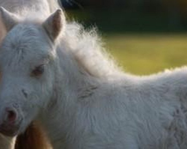 Deckhengst Zalando von der Gerlingermühle (Shetland Pony (unter 87 cm), 2011, von Zanebono Vacare)