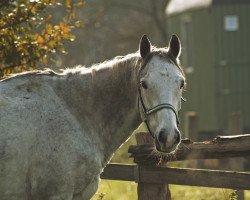 jumper Vision in Grey xx (Thoroughbred, 2012, from Mastercraftsman xx)