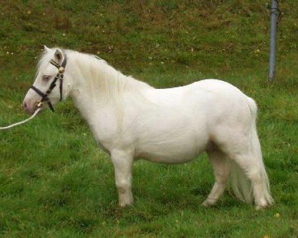 Deckhengst Highlight vom Ellernbrook (Shetland Pony (unter 87 cm), 2006, von Harvey vom Ellernbrook)