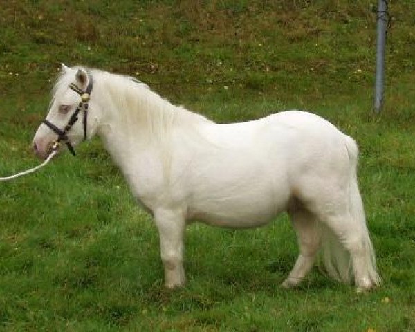 stallion Highlight vom Ellernbrook (Shetland pony (under 87 cm), 2006, from Harvey vom Ellernbrook)